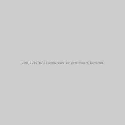 Lenti-SV40 (tsA58 temperature sensitive mutant) Lentivirus